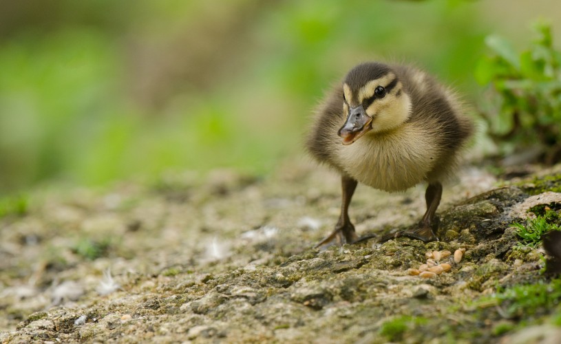 Duckling at WWT Slimbridge Wetland Centre